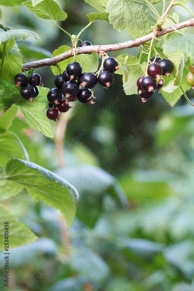 Black currants on bush in garden in summer day. Black currants on bush in garden in summer day.
