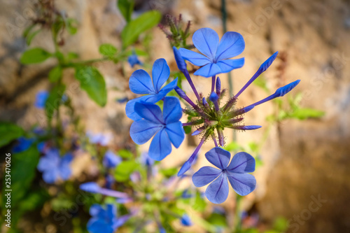 Foto fleurs bleues de plumbago