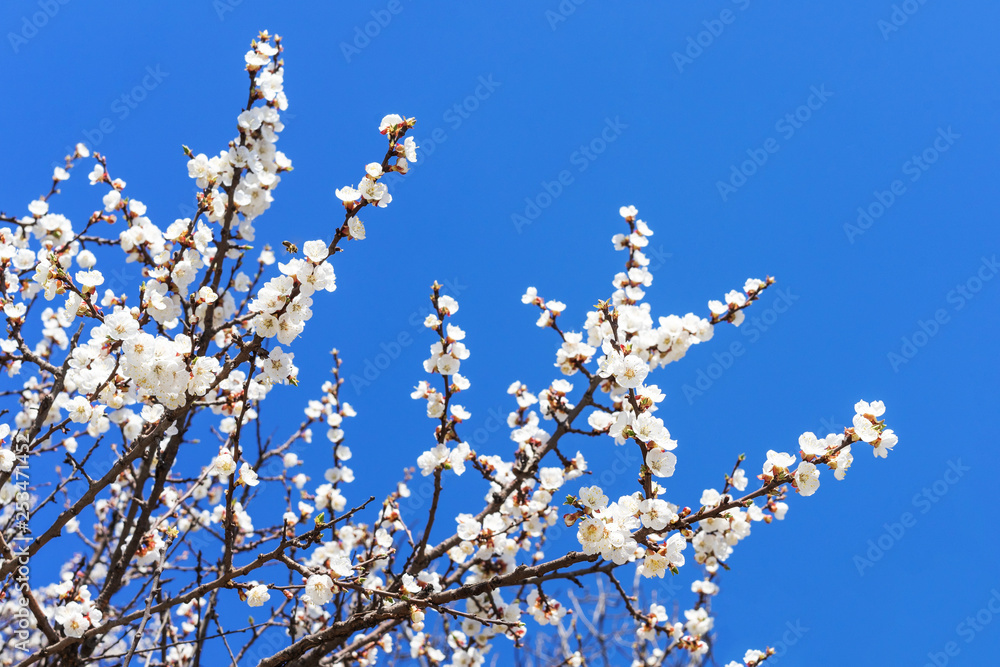 White and pink blossoms on apricot tree branches on against the blue sky White and pink blossoms on apricot tree branches on against the blue sky