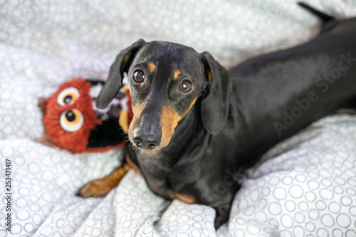 Dog dachshund is lying in the bed and playing with toy