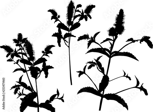 peppermint three branches silhouettes on white
