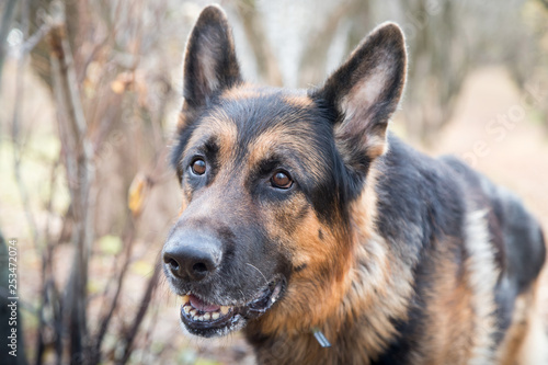 Dog German Shepherd outdoors in an autumn