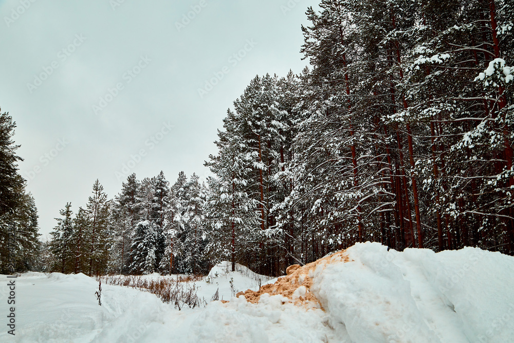 Snow covered trees in a winter forest Snow covered trees in a winter forest