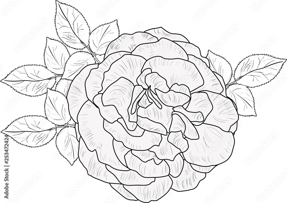 dense rose bloom with small leaves sketch on white dense rose bloom with small leaves sketch on white