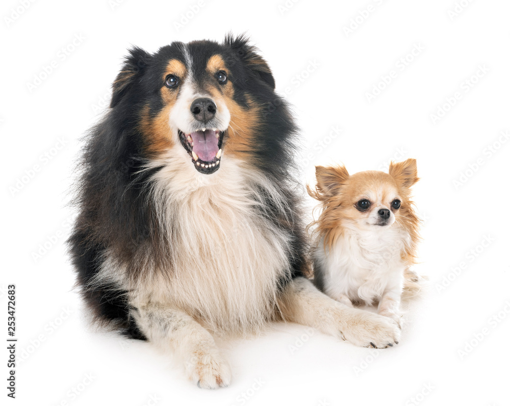 Shetland Sheepdog and chihuahua