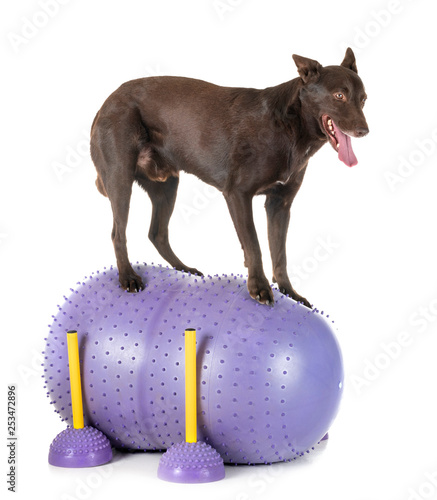Фотография Australian Kelpie in studio