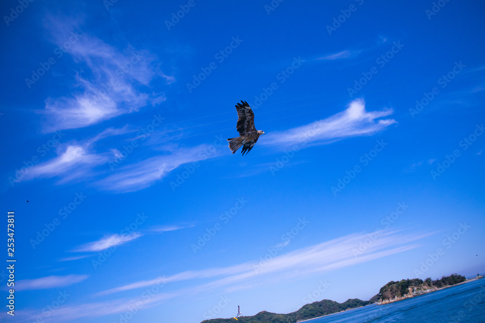Fototapeta premium 海を飛ぶとんび