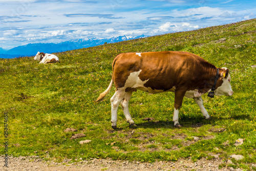 Alpe di Siusi  Seiser Alm with Sassolungo Langkofel Dolomite  a brown and white cow standing on top of a grass covered field