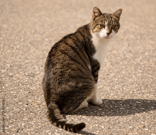 cat with green eyes