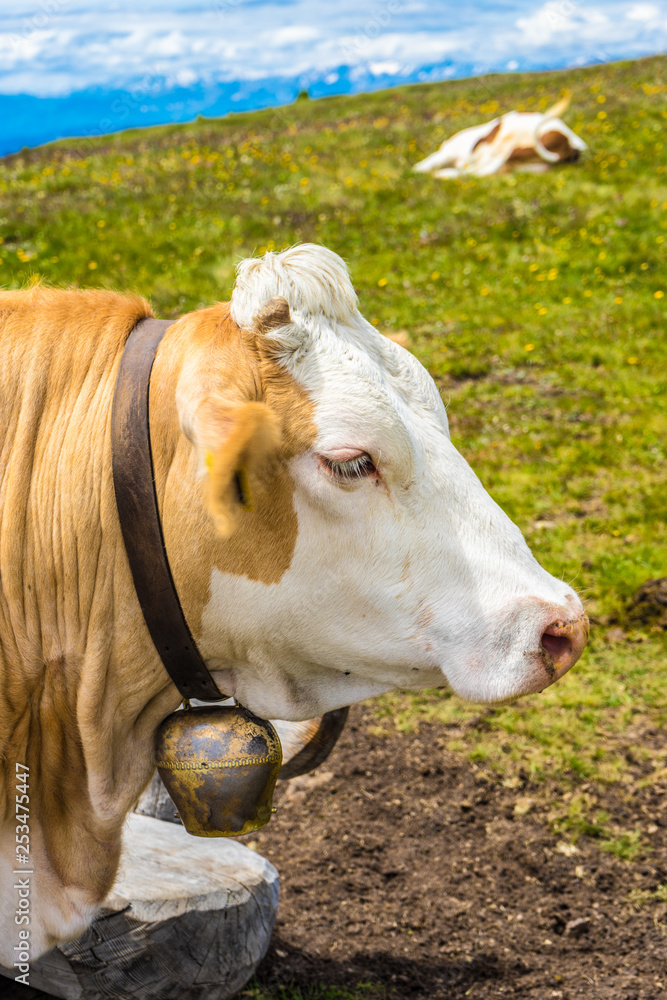 Alpe di Siusi, Seiser Alm with Sassolungo Langkofel Dolomite, a brown and white cow standing on top of a dirt field Alpe di Siusi, Seiser Alm with Sassolungo Langkofel Dolomite, a brown and white cow standing on top of a dirt field