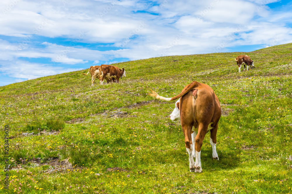 Alpe di Siusi, Seiser Alm with Sassolungo Langkofel Dolomite, a herd of cattle standing on top of a lush green field
