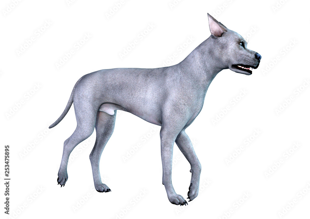 3D Rendering Blue Grat Dane Dog on White 3D Rendering Blue Grat Dane Dog on White