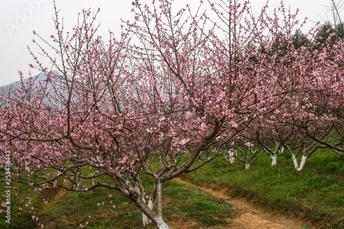 spring landscape in china