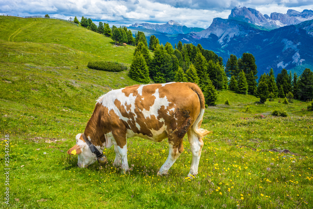 Alpe di Siusi, Seiser Alm with Sassolungo Langkofel Dolomite, a brown and white cow standing on top of a lush green field