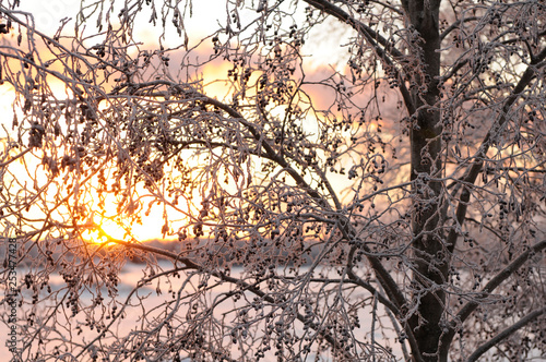 frozen tree