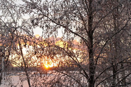 frozen tree