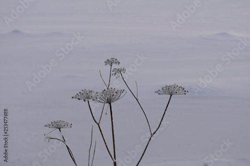 frozen grass