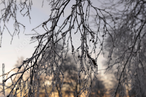 frozen tree