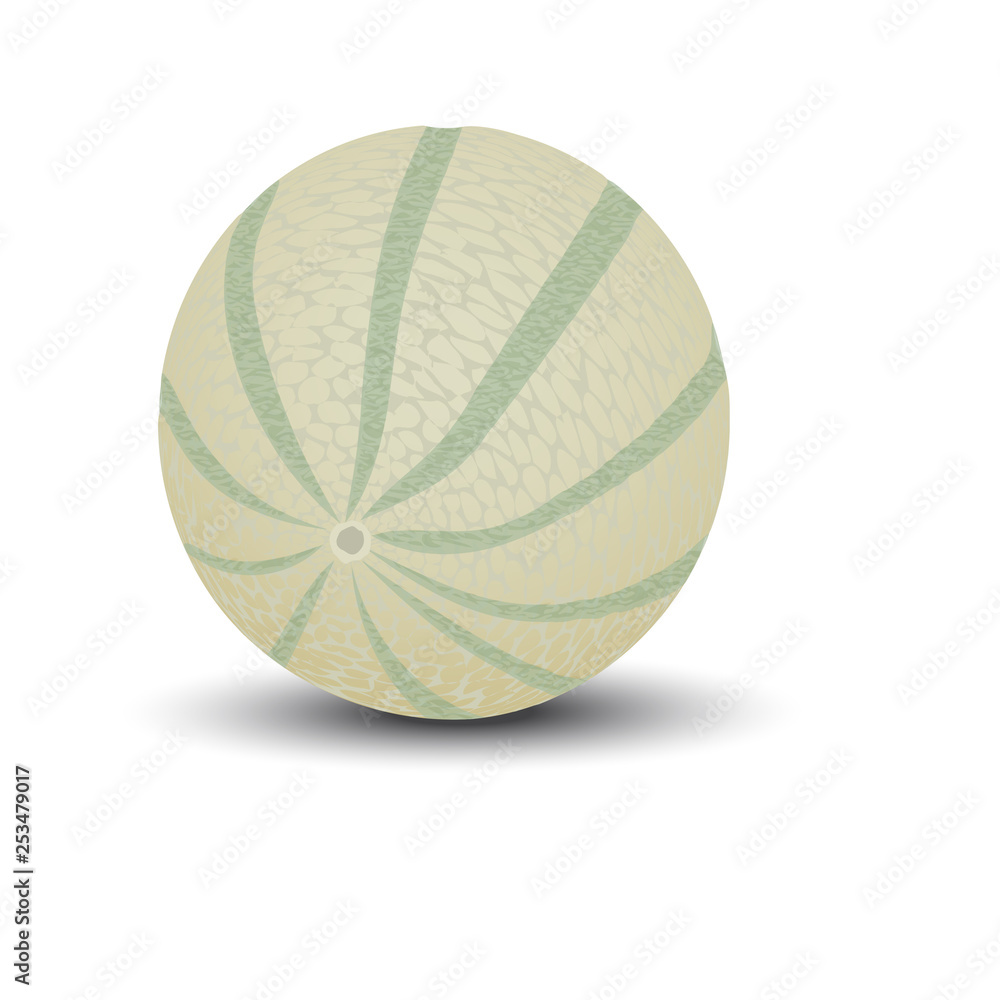 juicy melon.vector drawing juicy melon.vector drawing