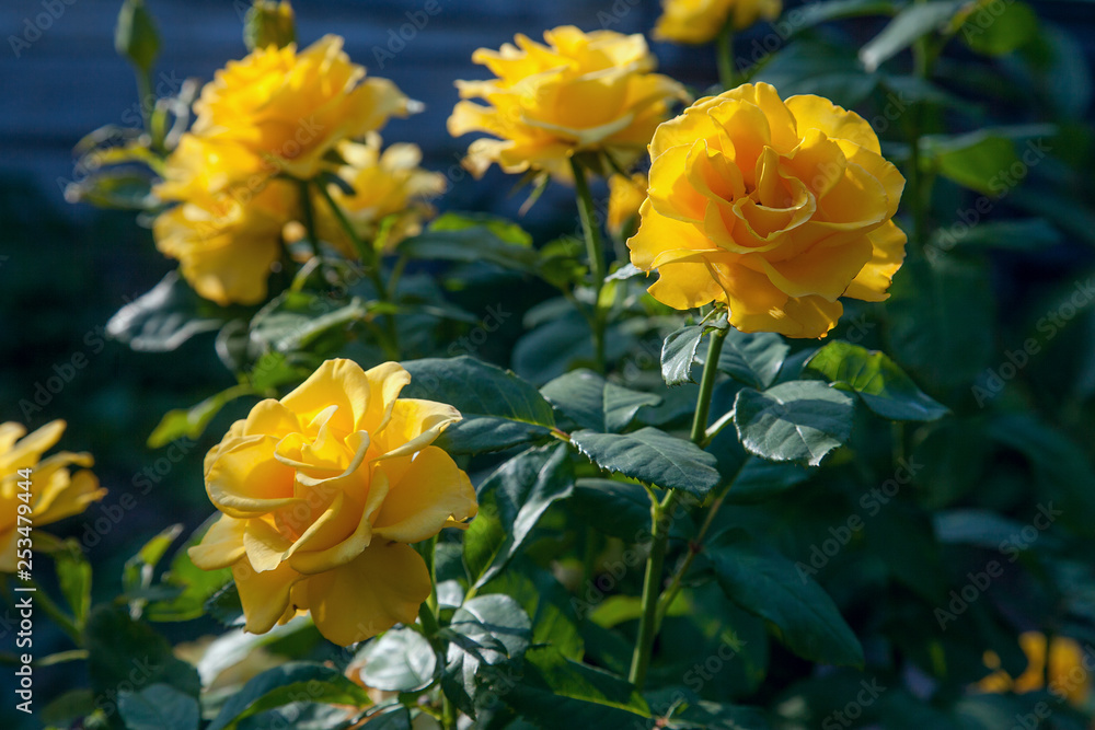 Beautiful yellow rose bush growing in the garden. Beautiful yellow rose bush growing in the garden.