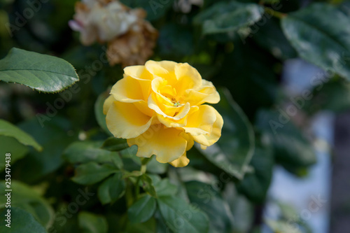 Beautiful yellow rose growing in the garden.