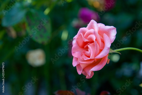 Beautiful pink rose growing in the garden.