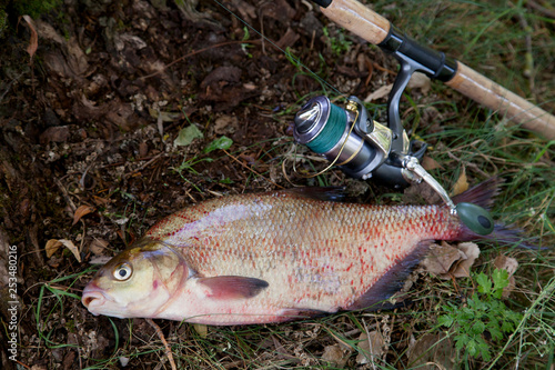 Big freshwater common bream and fishing rod with reel on natural background..