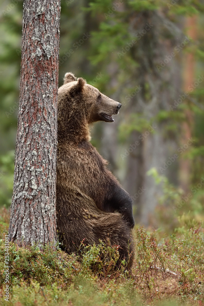 Obraz premium male brown bear sitting against a tree in forest at summer