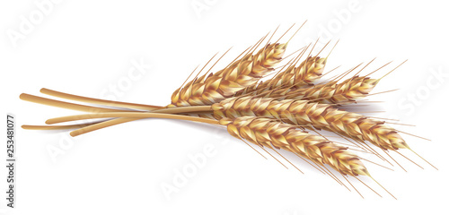 Ears of wheat in vector 3D realistic illustration. Ripe grain clipart for packaging design: bread, beer, kvass, pastries.