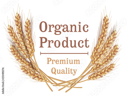 Ears of wheat in vector 3D realistic illustration. Ripe grain clipart for packaging design: bread, beer, kvass, pastries.