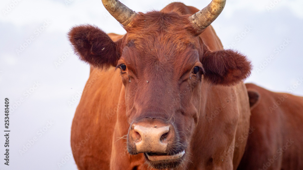 farm cow close up portrait