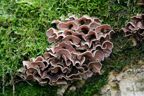 Silverleaf fungus, Chondrostereum purpureum,  a biological control agent fungus photo
