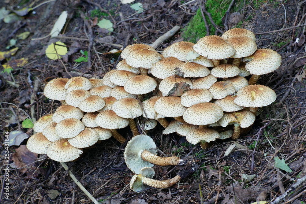 Pholiota squarrosa, known as the shaggy scalycap, the shaggy Pholiota, or the scaly Pholiota Pholiota squarrosa, known as the shaggy scalycap, the shaggy Pholiota, or the scaly Pholiota