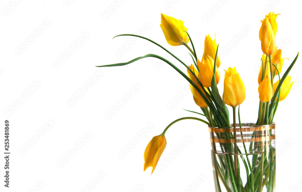 Spring flowers yellow tulips are not a white background. Beautiful spring flowers. Place to insert text and greetings.