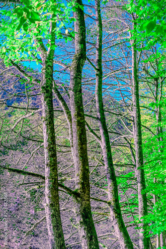 Scenery view of trees with green leaves