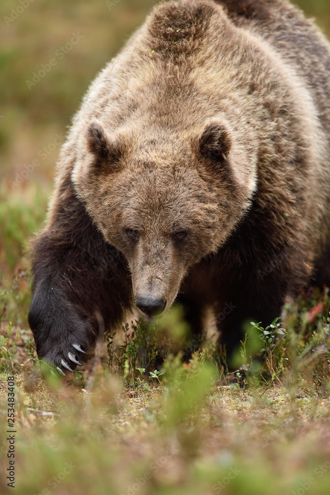 Big male brown bear approaching in the forest. Bear claws.