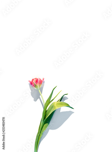 Red tulip flowers isolated on white background