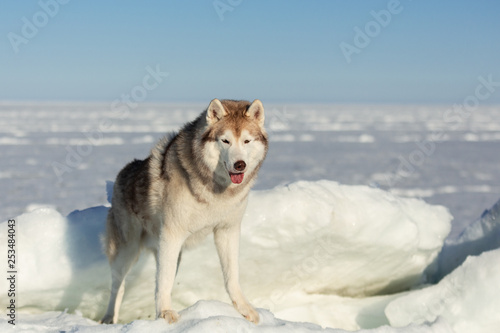 Free  beautiful and wise Siberian husky dog standing on ice floe and snow on the frozen sea background.