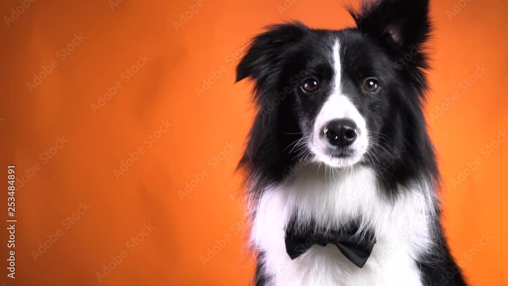 Gorgeous border collie dog with a bow tie is looking at the camera, close up Gorgeous border collie dog with a bow tie is looking at the camera, close up