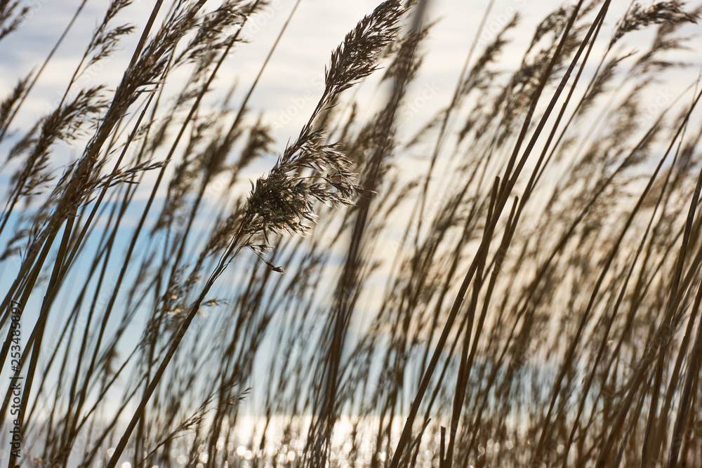 Fototapeta premium Waving brown reed at sunset in front of a lake and a cloudy sky in winter 