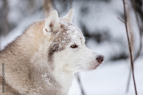 Cute  happy and free beige dog breed siberian husky sitting on the snow in the fairy winter forest