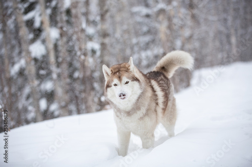 Beautiful  happy and free beige dog breed siberian husky with snow on its head standing on the snow in the winter forest