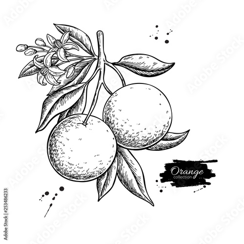Orange branch vector drawing. Summer fruit engraved  illustration.