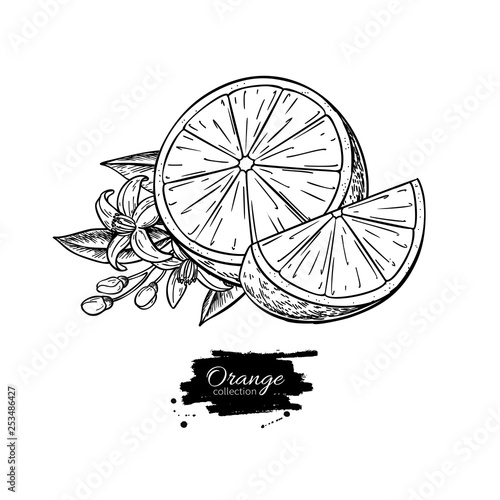 Orange vector drawing. Summer fruit engraved  illustration. Isolated hand drawn orange