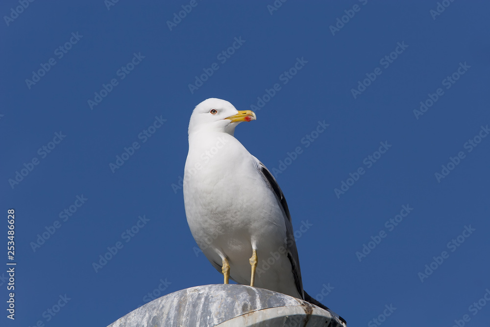 goeland argente goeland argente