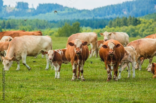 Herd of dirty white and brown cows and calves grazing in a pasture with green grass together with flock of starling birds, summer day in a countryside, forest and sky in background, symbiosis