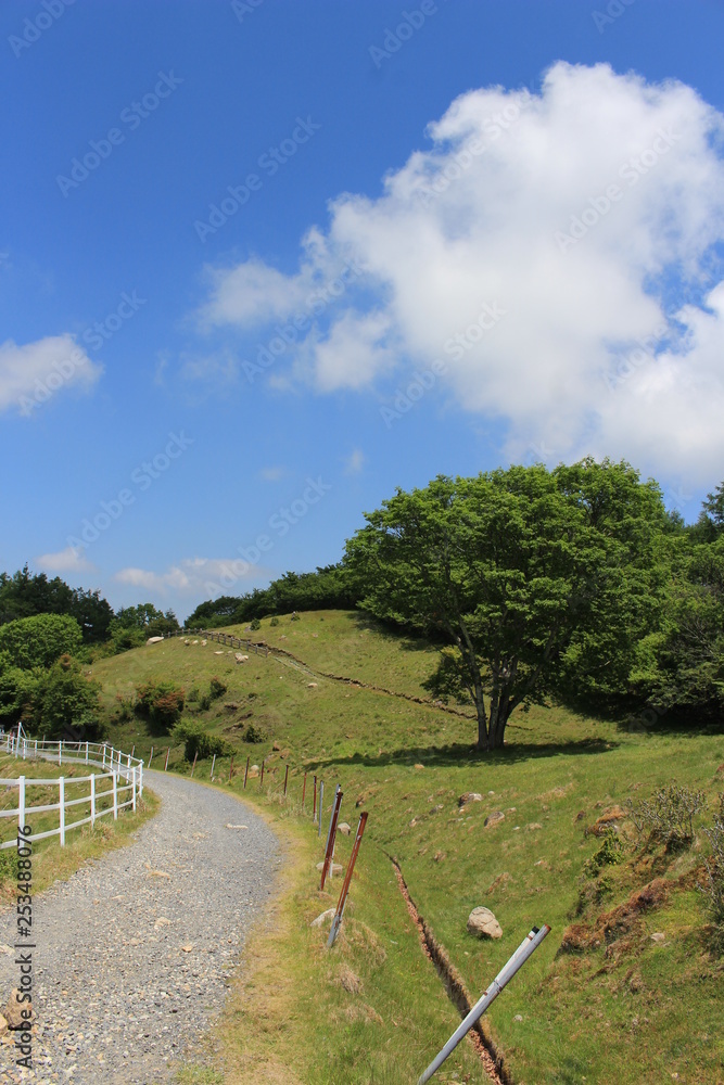 横根高原の遊歩道