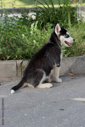 Young husky puppy