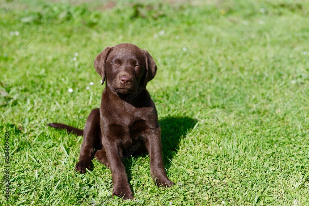 Chocolate Labrador puppy sitting on the grass with eyes closed Chocolate Labrador puppy sitting on the grass with eyes closed