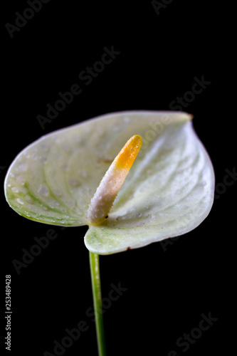 Yellow anthurium flower ove...